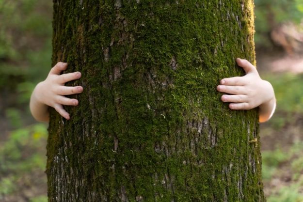 Nuevos avances del Estado Verde hacia un futuro sostenible