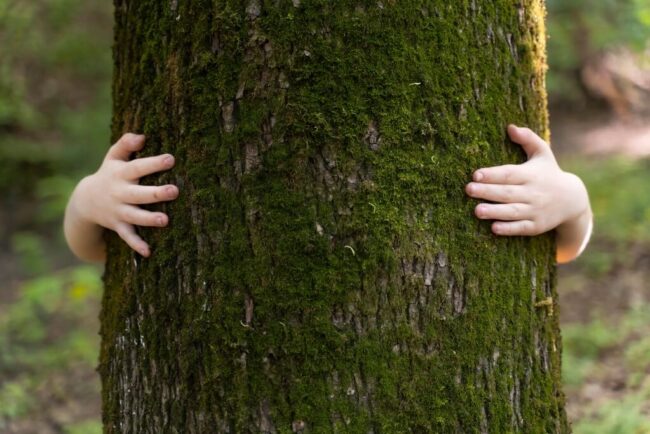 Nuevos avances del Estado Verde hacia un futuro sostenible